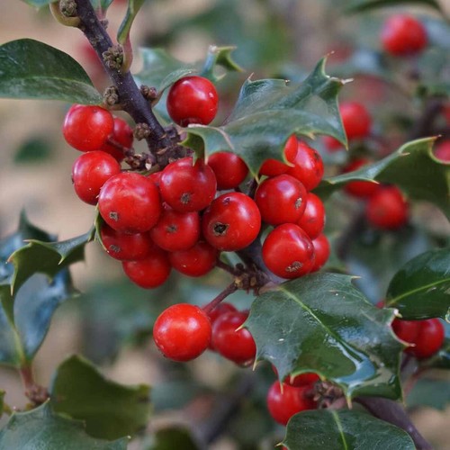 Semi agrifoglio ilex - di,