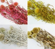 Echinops Gigante Essiccata