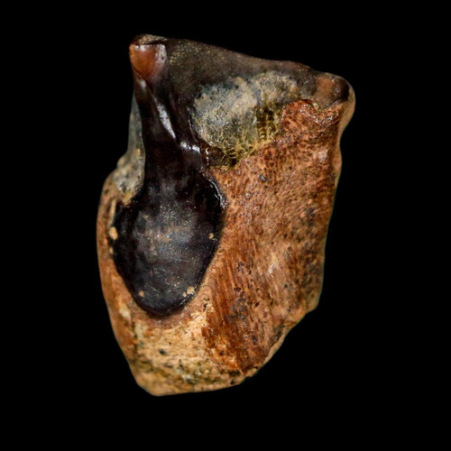 Dente fossile triceratopo - , 0,6"