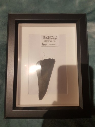 Dente megalodonte 10 - megalodonte, da
