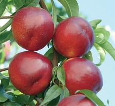 Pianta di Pesconoce Nettarina innestata in varietà a scelta.Età 2 anni.140-170cm
