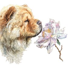 3 adesivi Chow Chow adesivi