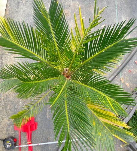 Raro cactus cycas revoluta - raro,