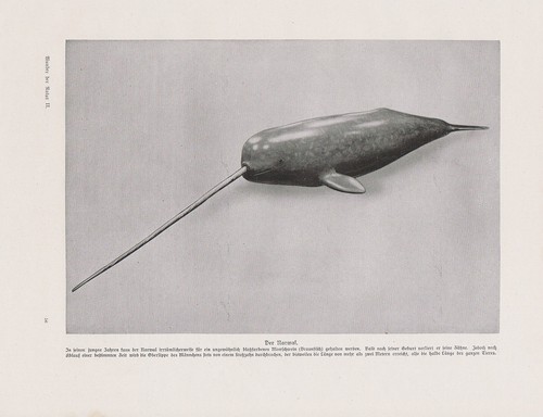 Narvalo monodon monoceros - monodon,