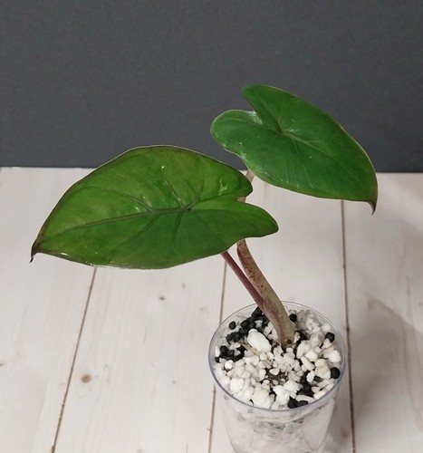 Low variegated alocasia - low-variegated,