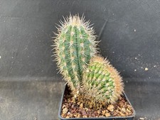 PACHYCEREUS PRINGLEI CREST- VIVAIO IL GIARDINO DI MAYA- CACTUS PIANTE GRASSE 429