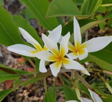 Stella di Davide - Talea - Ramificata