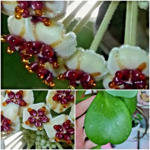 Hoya kerrii splash ableger - ,