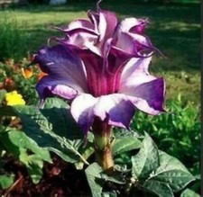 PS 266M Datura double purple