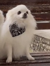 COLLARE BANDANA M o L CANE