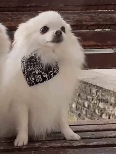 Collare bandana l cane - bandana, m