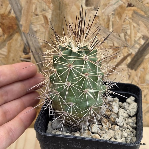 Echinocereus coccineus