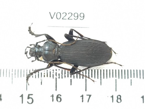 V02299 insetti carabidae - insetti,,