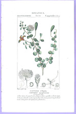 Cappero egiziano,  Firenze,  1837 Turpin stampa botanica Antique Watercolour