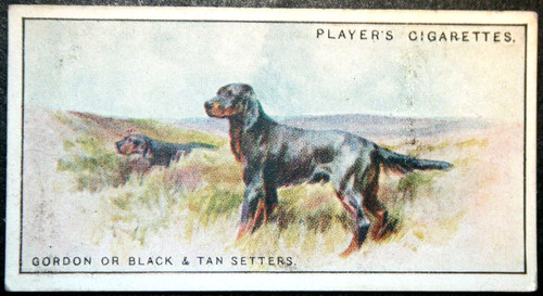 Gordon setter vintage - , 1924