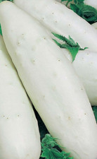 PEPINO BLANCO ITALIANO 120