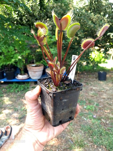 Dionaea muscipula red style - dionaea,