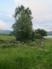 Photo 6x4 Trees in the ruins