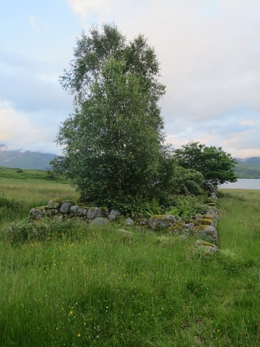 Photo 6x4 trees - trees, ruins