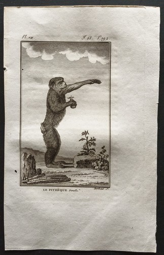 1800 buffon il pitheque - -,