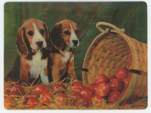 Beagle mele cartolina - beagle,