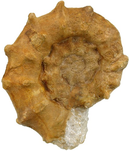 Dogger euaspidoceras raynaudi - dogger,