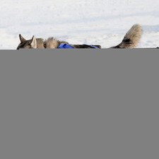 Slitta per Cani X-Back