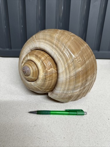 Conchiglia gigante tonna - gigante,