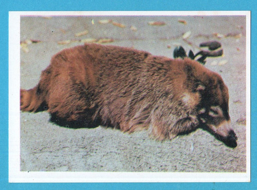 Animali tutto il - di,