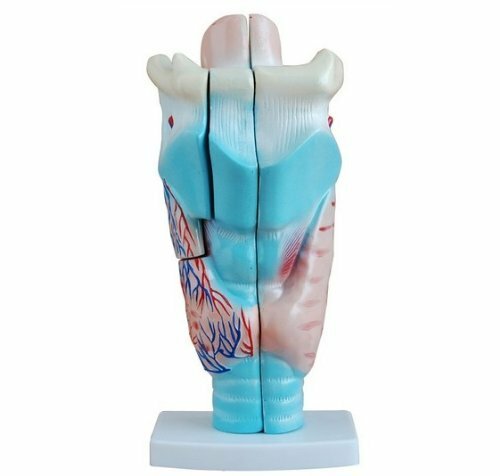 1pcs laringe humana - 1pcs,