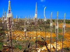 15 Scilla marittima (CALABRA) semi macchia mediterranea SEEDS KORN semillas