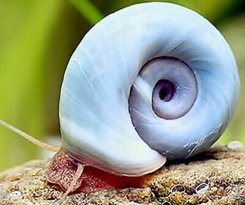 Planorbarius blu lumache per - -,