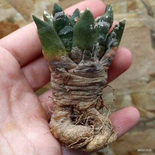 K075 ariocarpus special - ariocarpus, price