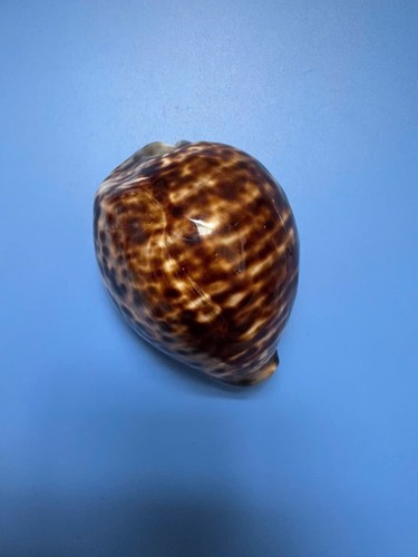 Cypraea tigris - mm, |