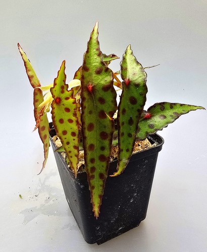 Bellissima begonia amphioxus - bellissima,
