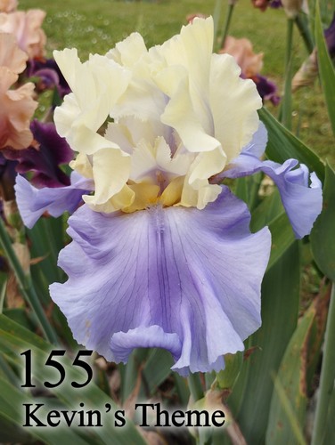 Rizoma iris germanica - 1,