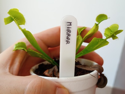 Pianta carnivora dionaea - carnivora,