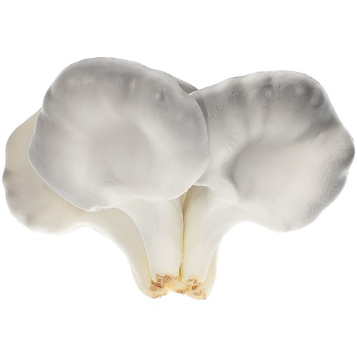 Fungo ostrica simulato - ,