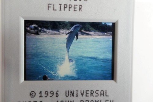 Flipper 1996 - ., ‧