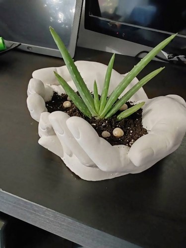 Aloe vera pianta - vera,