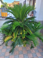 PIANTA CICAS IN VASO DA 60cm  altezza 150cm