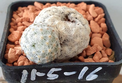 Mammillaria herrerae due - herrerae, a