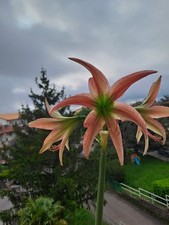 Hippeastrum ELn2 X Lapacense