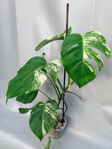 Monstera deliciosa albo - monstera,