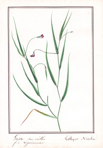 Gras platterbse grass - gras-platterbse,