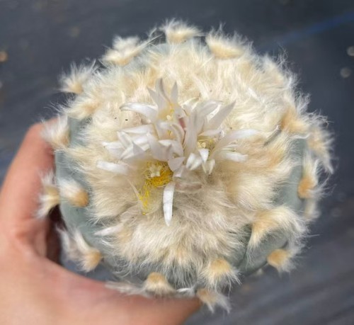 Vendita rara pianta cactus - vendita, l