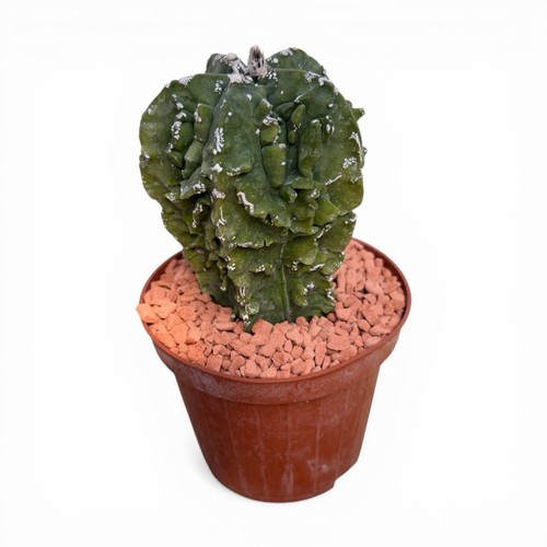 Astrophytum myriostigma - astrophytum,