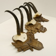 3 Pezzi Antlers Camosci