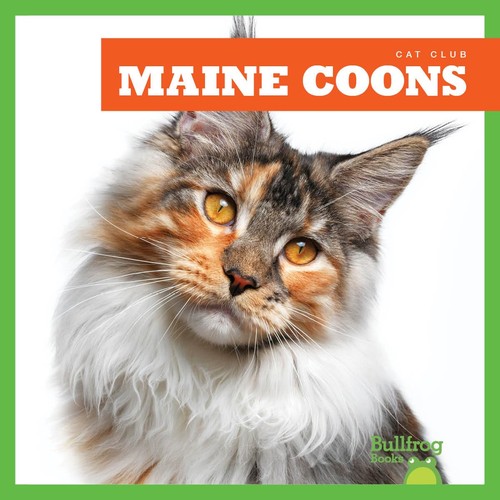 Maine coons bullfrog - maine,