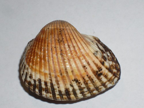 Anadara kagoshimensis special - kagoshimensis,